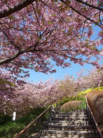 120329-松田山 河津桜 (55)
