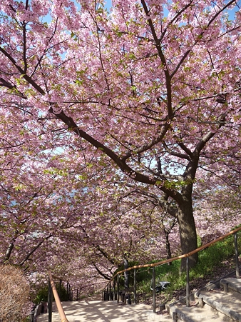 120329-松田山 河津桜 (57)