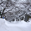 雪に埋もれる桜並木01-12.01.14