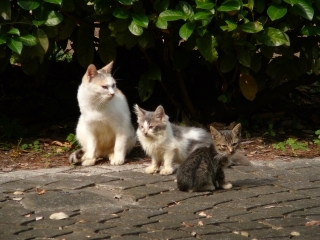 大中小ねこ