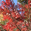 秋に咲く桜と紅葉