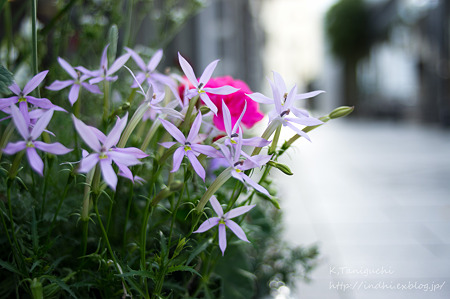 はな NEX5 FD28 F2.8