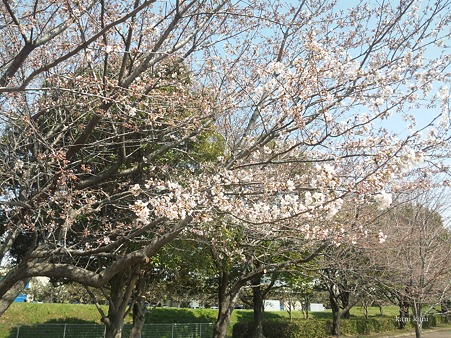 2012/04/5 開花状況