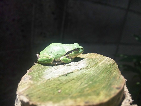 ひなたぼっこ