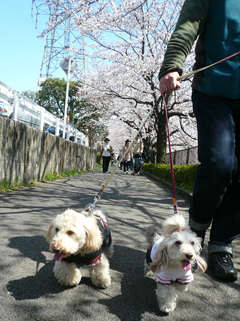 120408_koo_mira_7