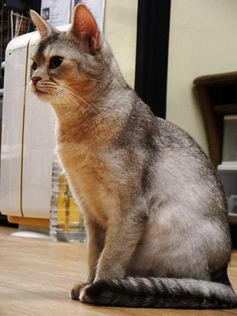 アビ