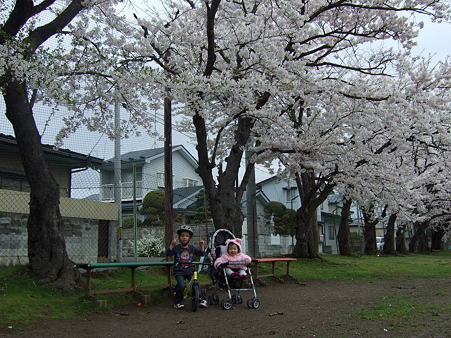 桜綺麗だね。