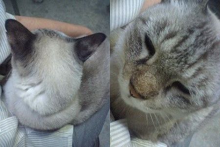 たまニャン