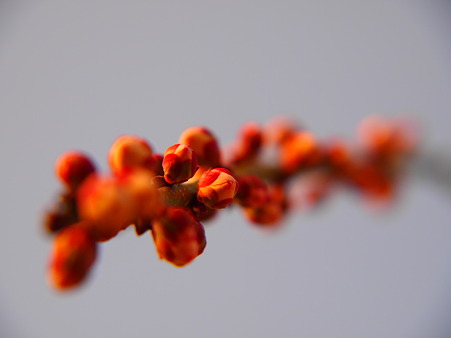 花芽