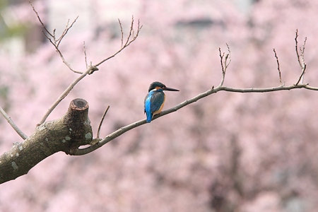 2012.04.16　和泉川　カワセミ