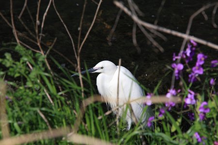 2012.04.24　和泉川　コサギ