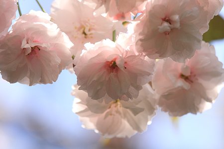 2012.04.29　和泉川　ヤエザクラ　桃色