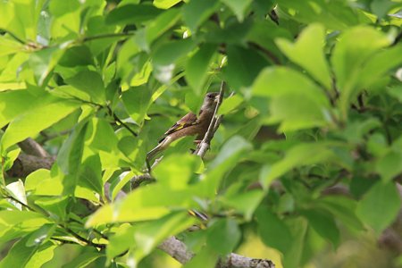 2012.05.21　和泉川　新緑の中にカワラヒワ