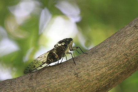 2011.08.23　和泉川　ミンミンゼミ