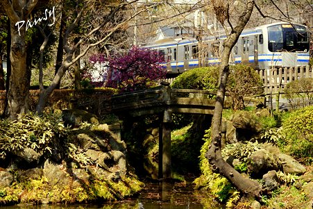 白鷺池(びゃくろち)と横須賀線と・・円覚寺・・1