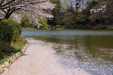 花筏・・三ッ池公園の桜 20