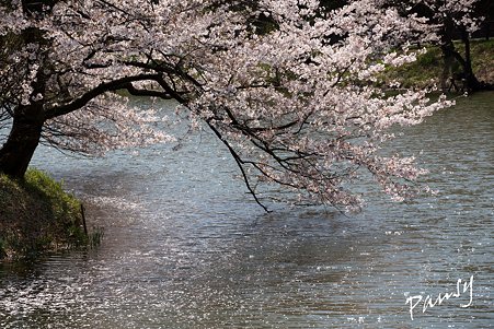 三ッ池公園の桜 23