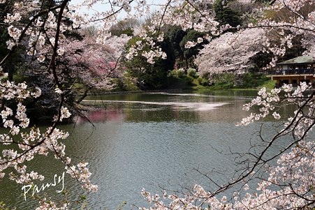 三ッ池公園の桜 24