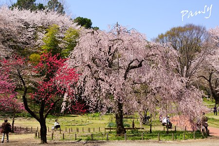 三ッ池公園の桜 35