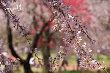三ッ池公園の桜 37