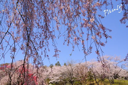 三ッ池公園の桜 38