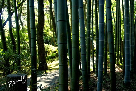 竹林の径・・夏の三渓園内苑・・12