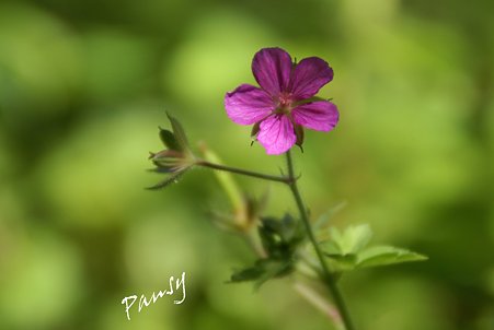 風露草・・