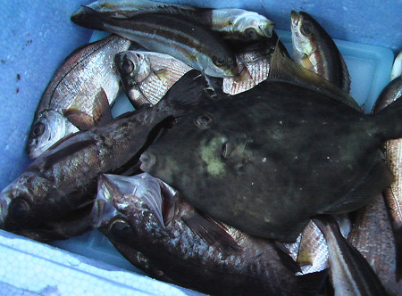 湘南ｌｉｖｅ イサキの幼魚はマメアジよりも美味しい