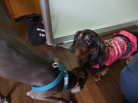 卒業犬から保護犬に激励の挨拶