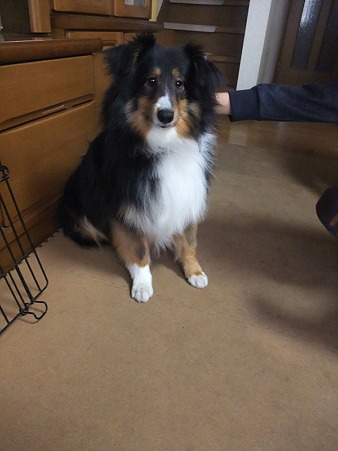 こっちが昴君