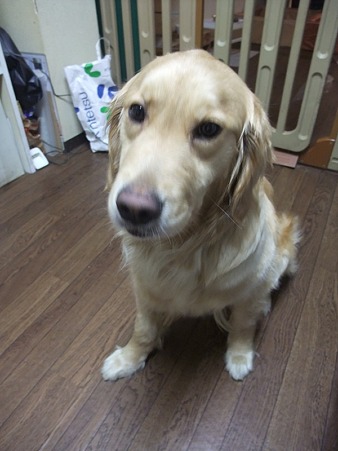 シャイでビビリで