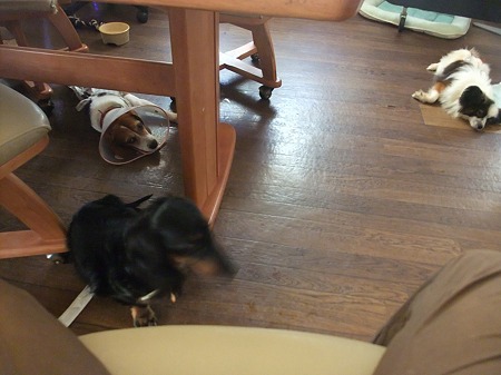 保護犬組み
