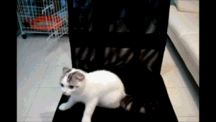 てんだー
