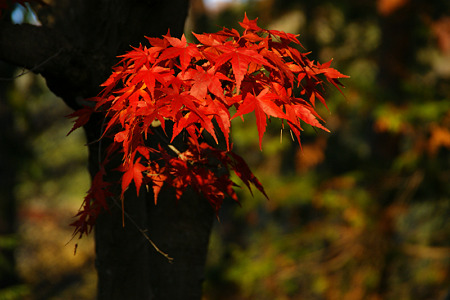 一握りの紅葉!