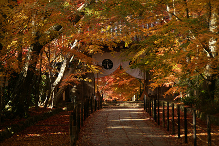 光明寺の紅葉の参道111205-310