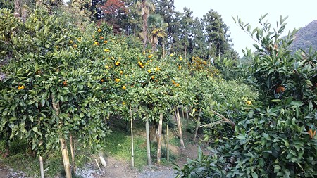 風布、みかん狩り