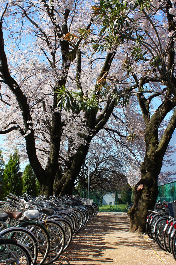 駐輪所の桜 (北八王子)
