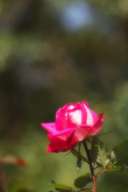 森に花を
