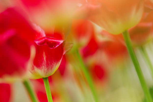 ウインクする花