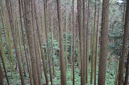 杉林の山道にて