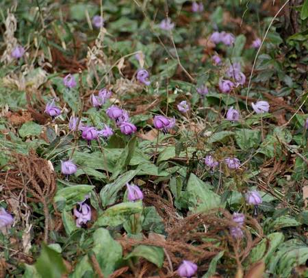 カタクリ群生