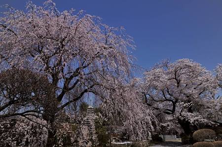 普門寺ソメイヨシノ枝垂れ1