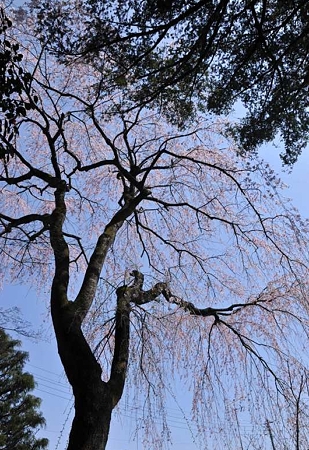 地蔵院門前シダレ1