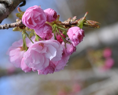 富士山さくらの園2