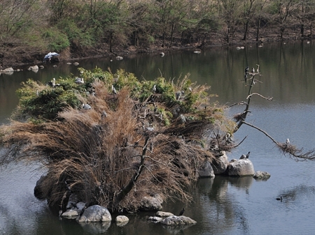 富士桜霊園橋の上から3