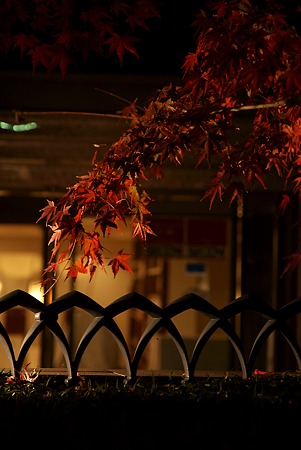 端の紅葉