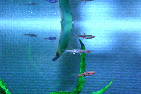 RIMG0052