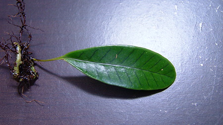 DSCF8119