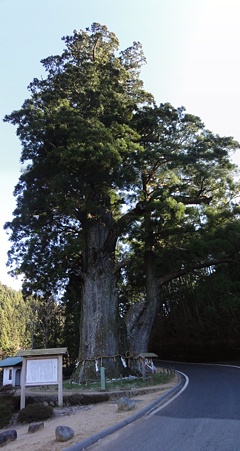 tukisenooosugi_p1