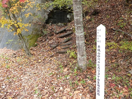 赤城山砂川のヒカリゴケ自生地の跡地 残念ながらヒカリゴケは絶えてしまった マーチ改め Br インサイト ドライブステーション